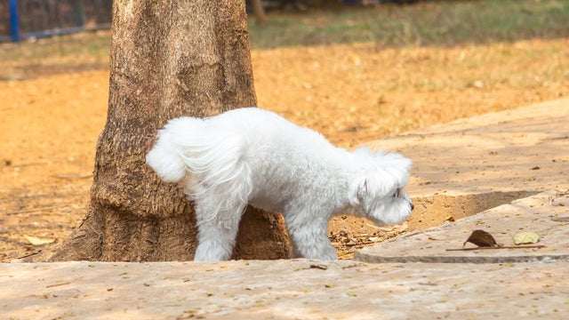 White fluffy dog peeing on tree in park area. 1.9s