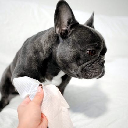 French bulldog getting a paw wipe with Pogi's grooming wipes