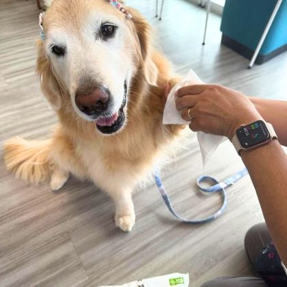 Golden retriever offering a paw