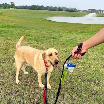 Labrador out for a walk