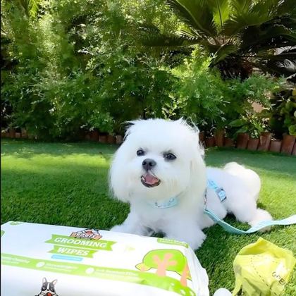 Pomeranian sitting outside