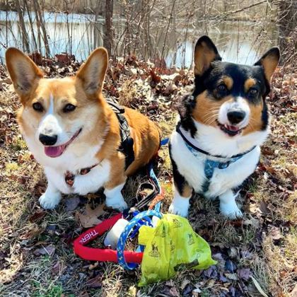 Two corgis side by side
