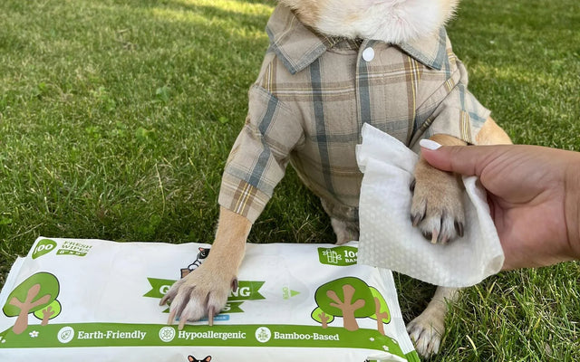 Healthy, happy dog
