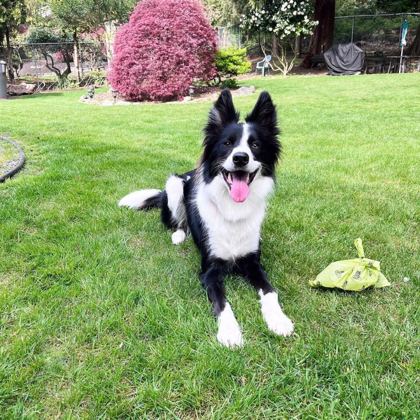 Border collie relaxing on the lawn next to a knotted Pogi's poop bag