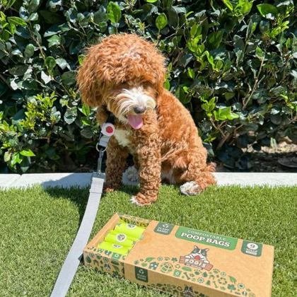Apricot doodle on the lawn