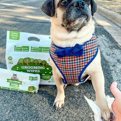 Pug in a harness next to a pack of Pogi's grooming wipes