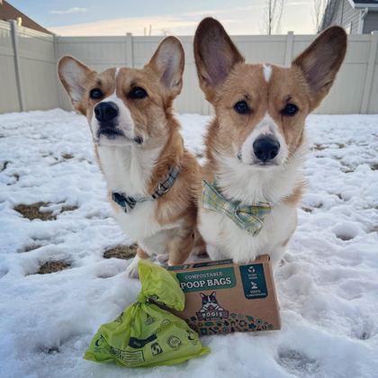 Two corgis in the snow with Pogi's compostable poop bags