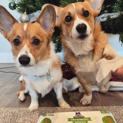 Two corgis by the tree with a pack of Pogi's grooming wipes